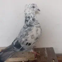 کفتر|پرنده|محلات, |دیوار