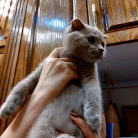 گُربه اسکاتیش