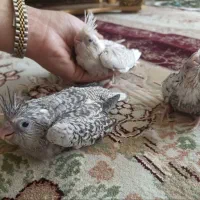 سه عدد جوجه عروس هلندی با نژاد کمیاب