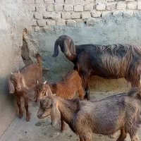 سلام یک راس بز پاکستانی دوقلو بفروش میرسد میش بره