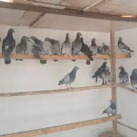 پلاکی نر