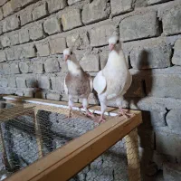 طوقی