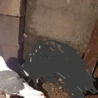 کفتر پوشتی سیاه بای خورده روستایی باغ سنگان