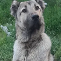سگ سراب‌