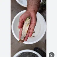 بچه ماهی