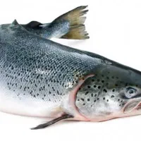 ماهی سالمون