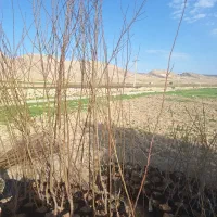 بادام|خدمات باغبانی و درختکاری|ایلام, |دیوار