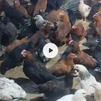 جوجه 72روزه گلپایگان