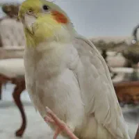 عروس هلندی گمشده