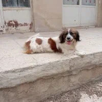 سگ ماده اشپیتز