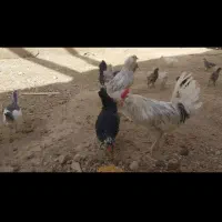 مرغ و خروس و جوجه‌گلین
