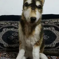 یک عدد عروسک سگ . زیبا و بزرگ