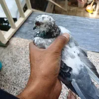 جفت سرور