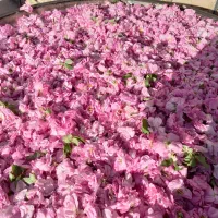 گل محمدی