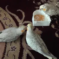 ۳جوجه عروس‌هلندی گلباقالی ۲ماهه ونیم