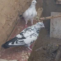 کفتر پرشی