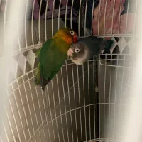 دوتا کوتوله جفت سبز وابی