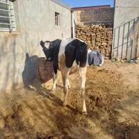 گاو ۶ماه ابستن