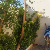 چوب پلند