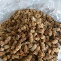 توت خشک برغان