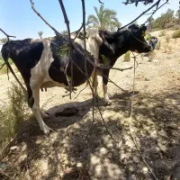 گاو تو ماشین دستش ضربه خورده نمیتونه بلند بشع