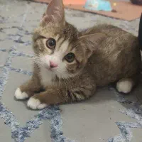 گربه Dsh