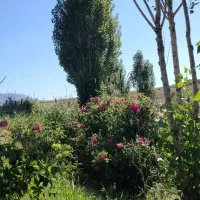 باغ میوه