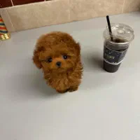 پودل