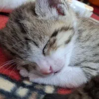 گربه های ملوس،،نر و ماده