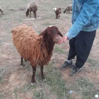 بره نر پای پروار(دامداری برادران اکبرپور)|حیوانات مزرعه|مشهد, توس فردوسی|دیوار