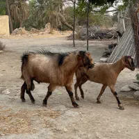 سه عدد کهر