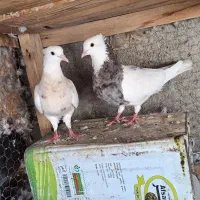 طوقی.زاغ.اطفهانی