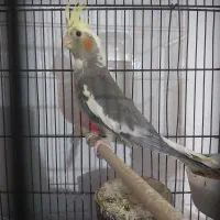 ۲ عدد عروس هلندی ماده  معاوضه با مرغ مینا