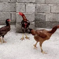 خروس و مرغ لاری