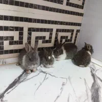 بچه خرگوش لپدار فروش فوری