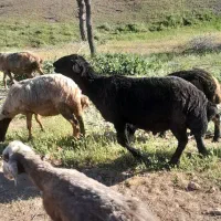فروش بران درجه یک برا ی قربان