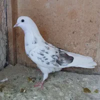 کبوتر
