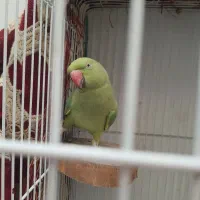 طوطی ملنگو دم بلند