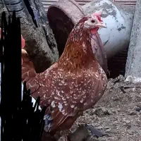 مرغ جاپنیز و تخم اردک اسرائیلی