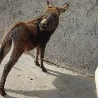 الاغ