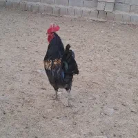 خروس|حیوانات مزرعه|فسا, |دیوار
