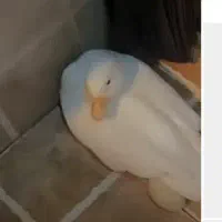 اردک