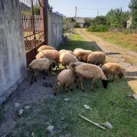 گوسفند