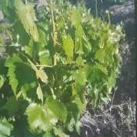 فروش-باغ-انگور-در-روستای-کوی-نیک