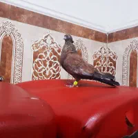 کبوتر کفتر