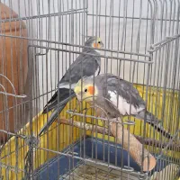 پرنده عروس هلندی