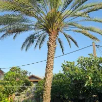 درخت نخل