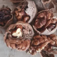 گردو