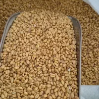 گندم حلیم درجه یک