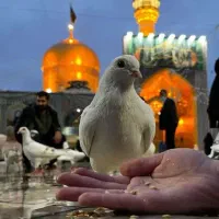 مشهد ۲۳  شهریور  با خدمات ویژه